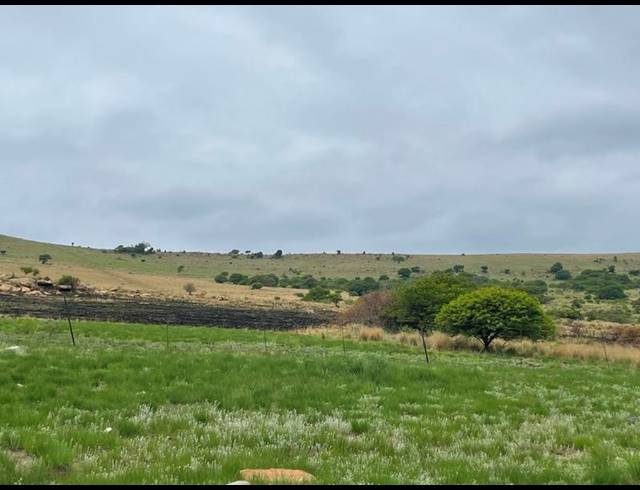 FARM FOR SALE IN GREYTOWN